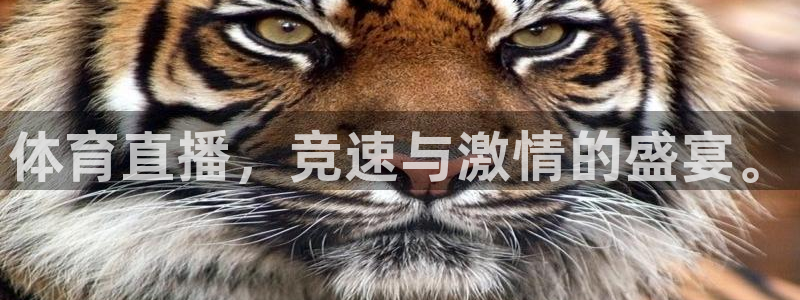 体育直播，竞速与激情的盛宴。