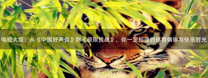 电视大观：从《中国好声音》到《极限挑战》，你一定知道的体育偶像与快乐时光