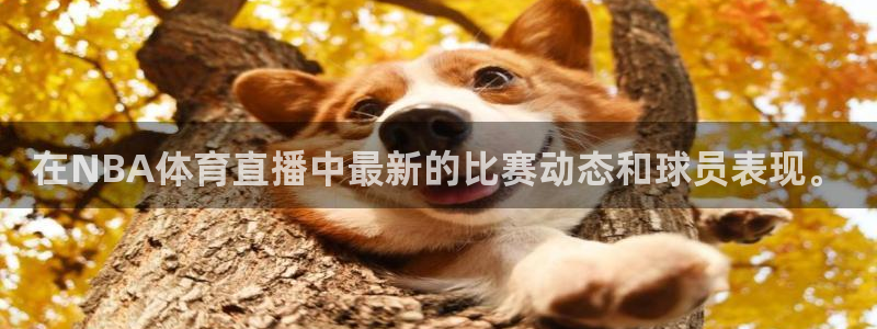 在NBA体育直播中最新的比赛动态和球员表现。