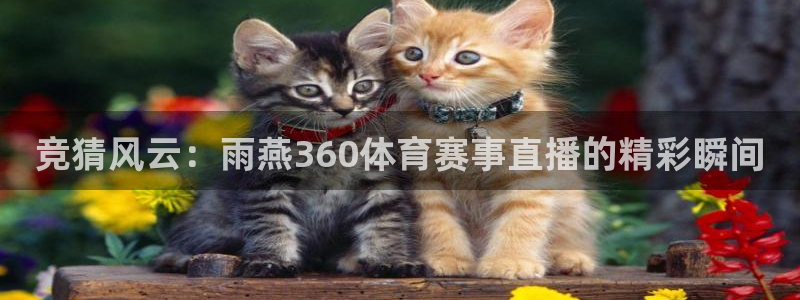 竞猜风云：雨燕360体育赛事直播的精彩瞬间